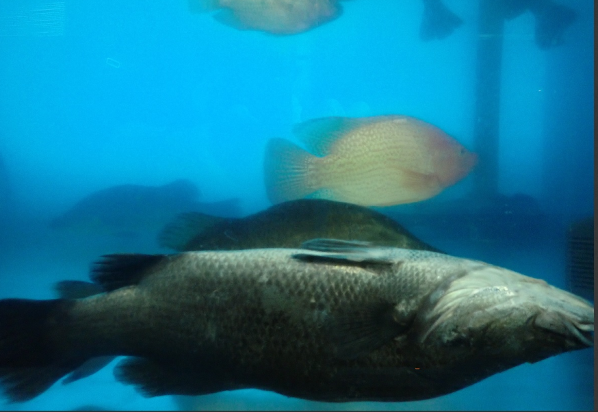 圖3、金目鱸低溫下魚體失去平衡；後方為仍正常游動之紅色吳郭魚