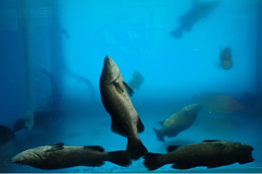 圖4、金目鱸低溫下之行為，包括沉底、飄浮、異常泳動等現象