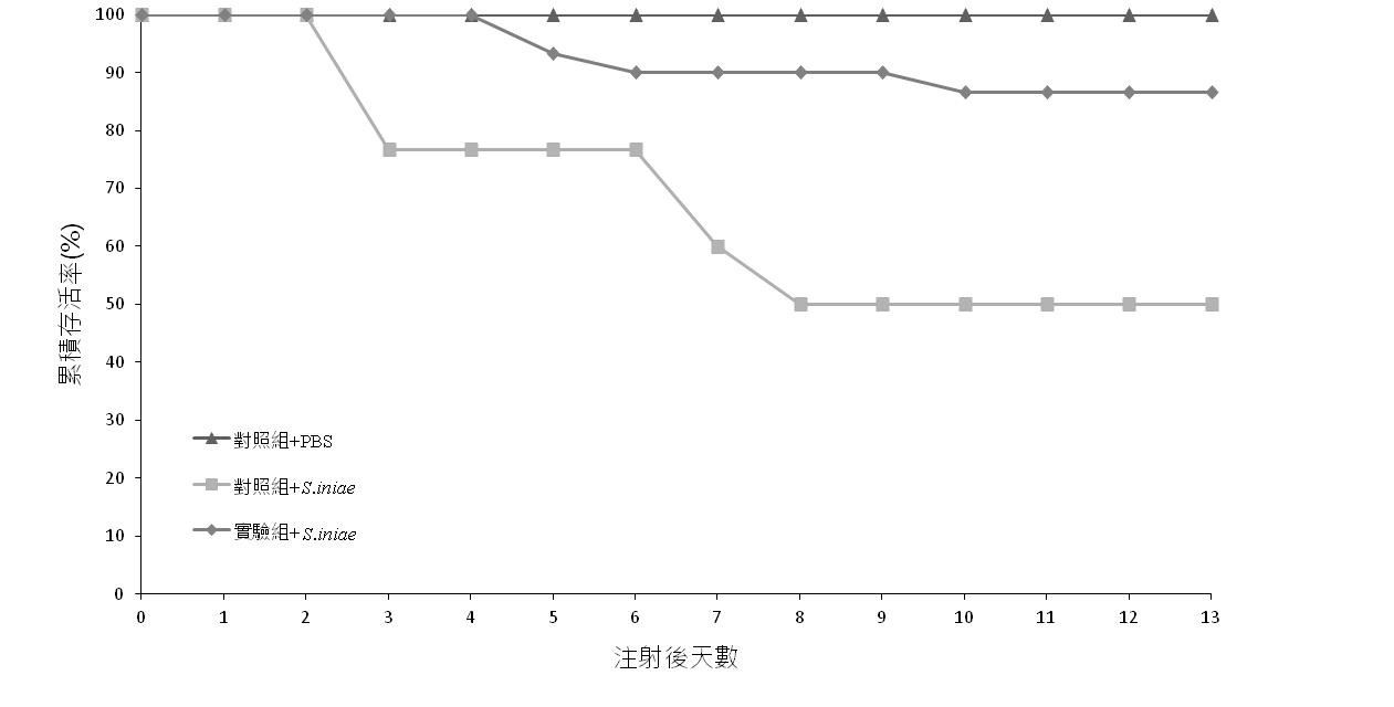 圖2、攻毒試驗後吳郭魚累積存活率