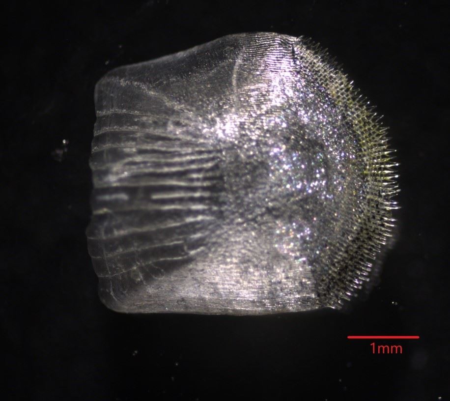 圖2、大口湯鯉的櫛鱗，游離端具鋸齒狀構造