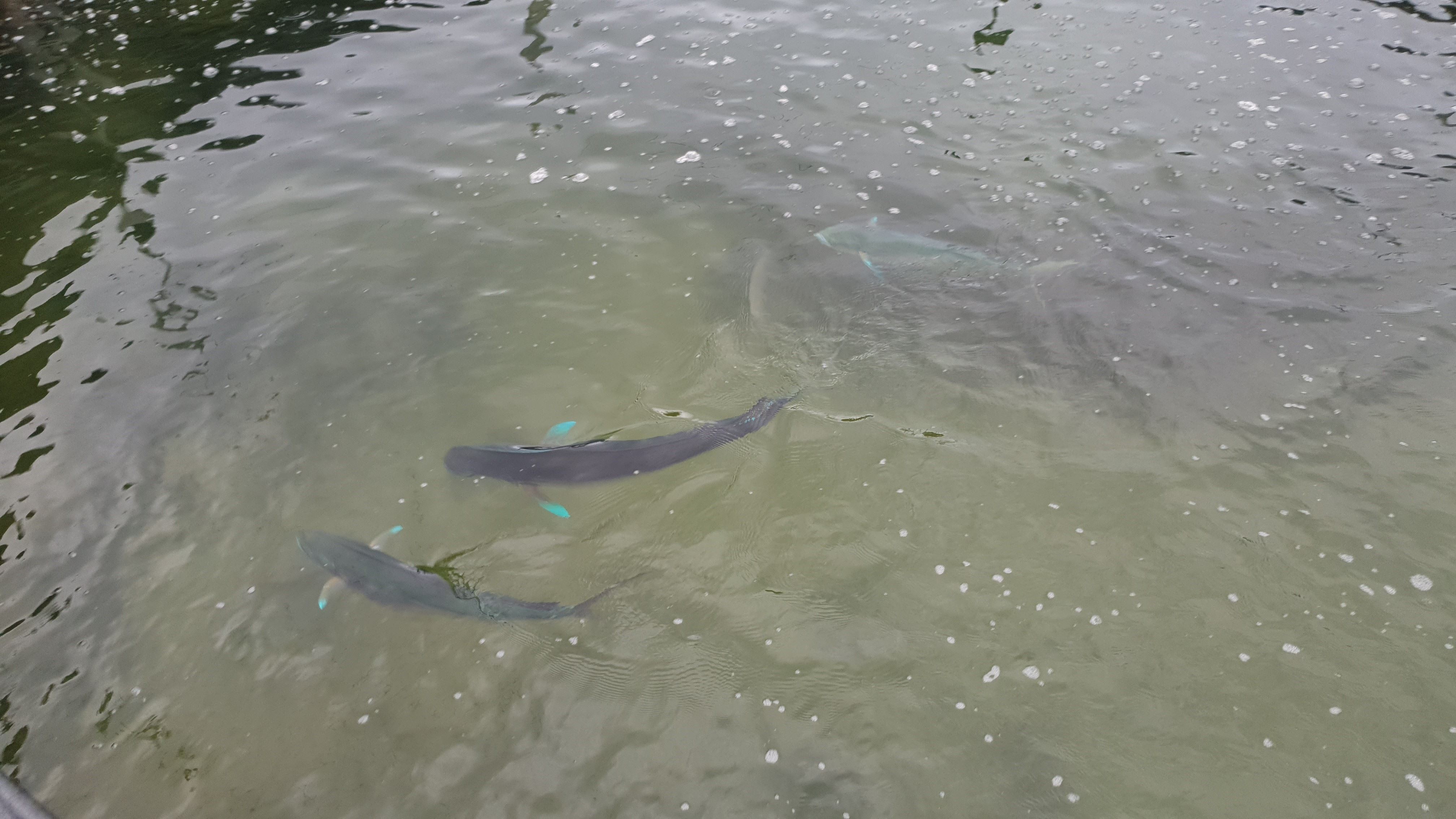 圖1、鬼頭刀種魚蓄養