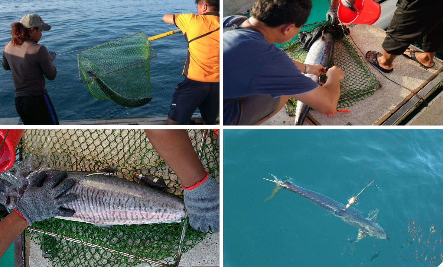 圖 1、康氏馬加鰆衛星標識放流過程。(左上)釣取活魚;(右上)進行麻醉並打入衛星標識記錄器;(左下) 衛星標識記錄器順利植入魚體;(右下)將標識魚放回海中