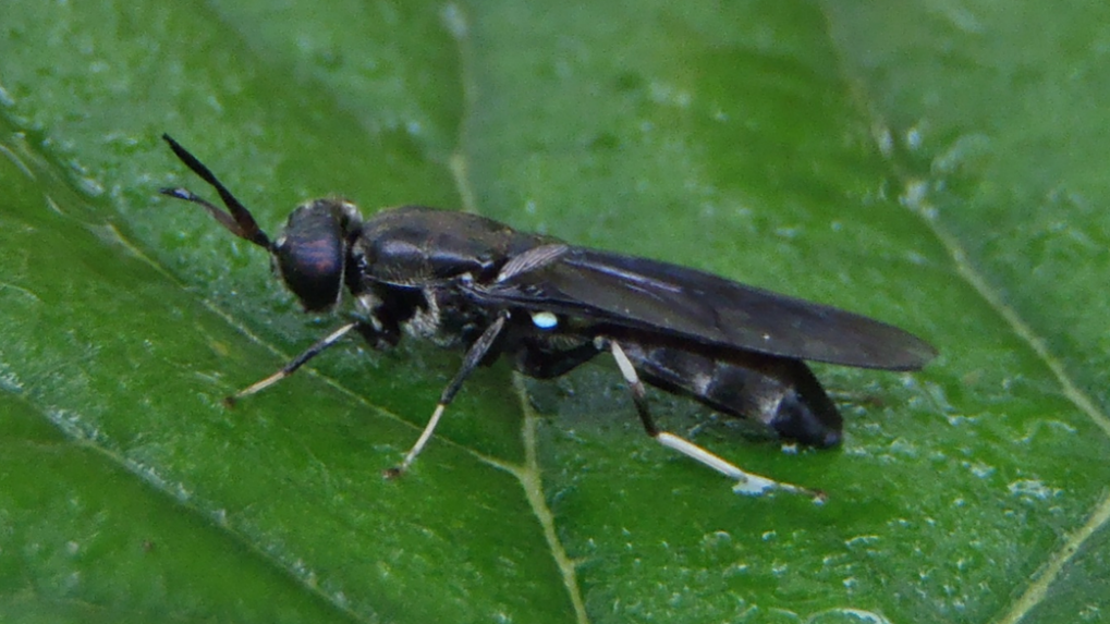圖1、黑水虻成蟲