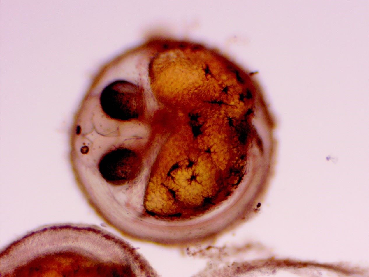 兇猛肩鰓?發眼卵