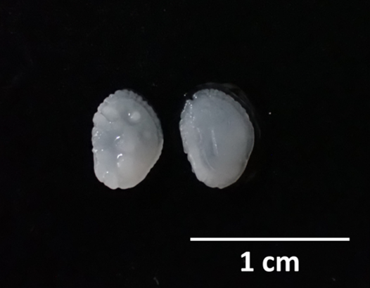 圖1、黑?稚魚 (93 mm FL, 7.95g) 之矢狀石