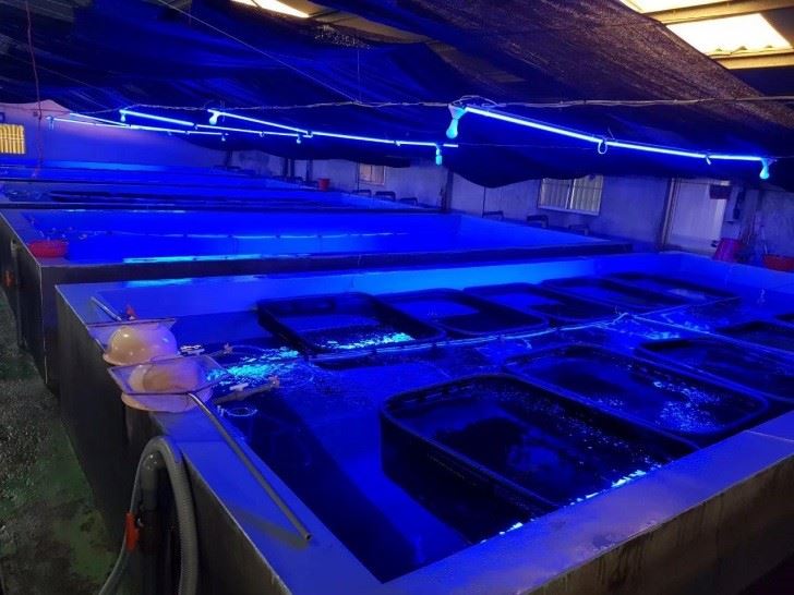 LED應用於室內養殖配置方式