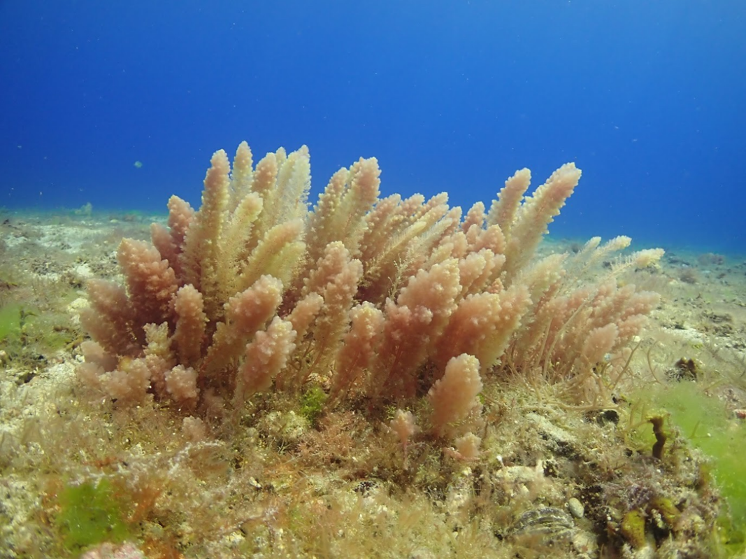 圖1、臺灣周遭海域所採集海門冬 (許自研 提供)