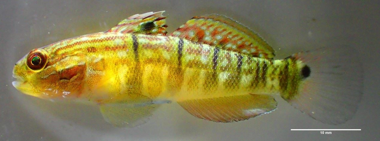 本中心繁養殖培育的尾斑鈍?虎稚魚