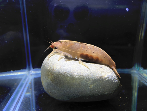 附刺擬匙指蝦因其前肢特化型態在水族市場上廣受青睞