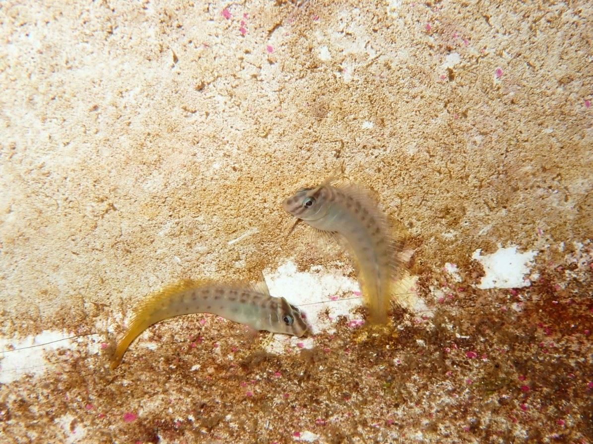 圖4、斑頭肩鰓?