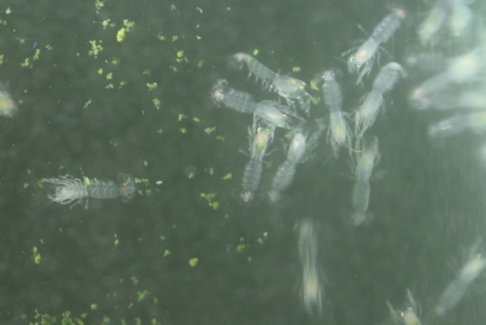 圖4、孵化第4天進入後期幼體期，型態已趨近於成蝦