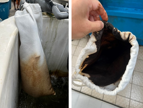 圖2、引入海水時先以濾袋過濾水源(左)；濾袋濾水後可發現殘留之懸浮物及鐵錳等雜質(右)