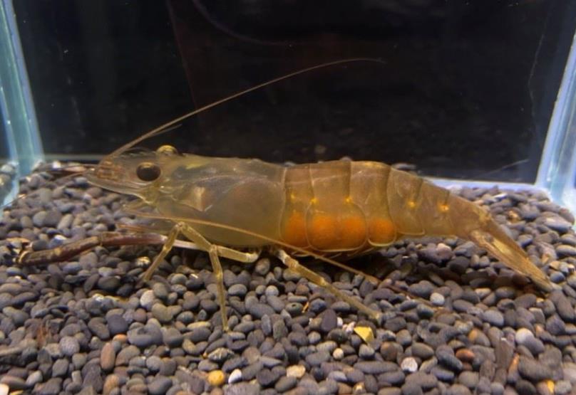 圖1、貪食沼蝦成蝦(抱卵雌蝦)(體長約10公分)