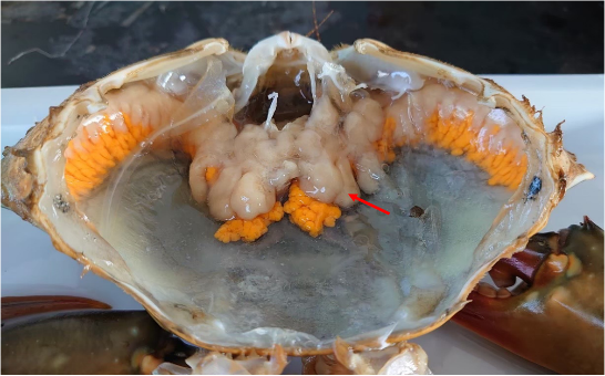 左：感染SsRV後，種蟹的肝胰臟顏色變為淡灰色 (紅色箭頭)；右：健康青蟹肝胰臟為淡黃色（註：橘色組織為卵巢）