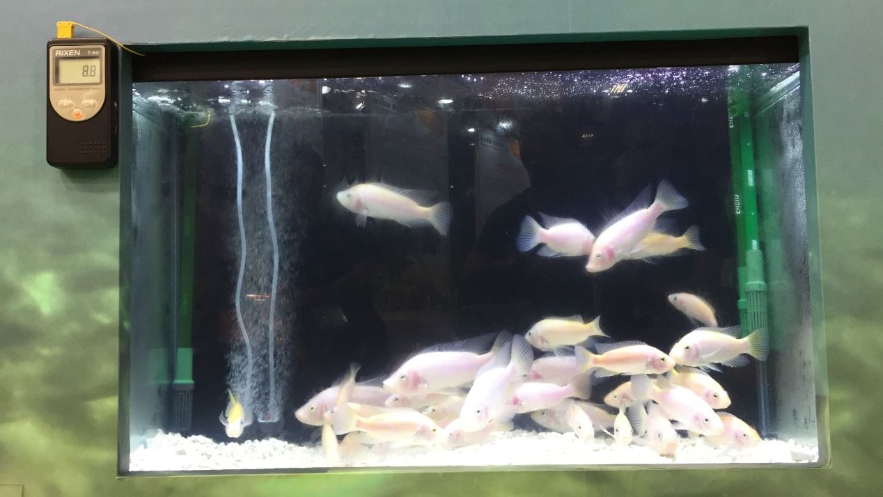 本所選育之耐低溫特性吳郭魚可耐受10 ~ 11℃的低溫