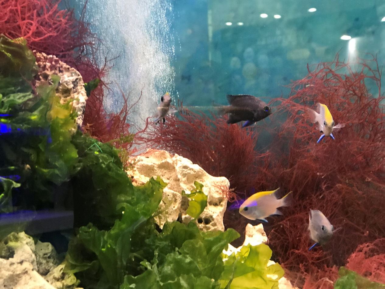 以各式海藻為主體的生態造景缸，搭配人工繁殖的各種雀鯛