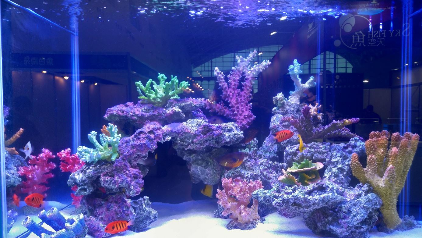 本所展示的火焰神仙(箭頭所指)是本次展覽的五大亮點魚種之一