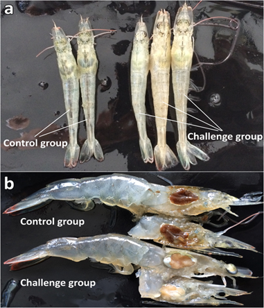 在實驗室中以DIV1攻毒後白蝦的臨床病變。(a)發病蝦的外觀；(b)肝胰腺顏色變淡
