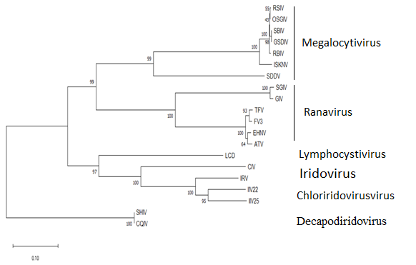 DIV1病毒外膜蛋白基因與其他虹彩病毒科病毒的親緣關係