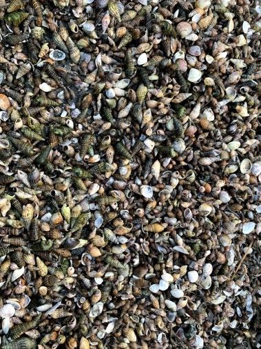 圖2、入侵文蛤池的苦螺仔