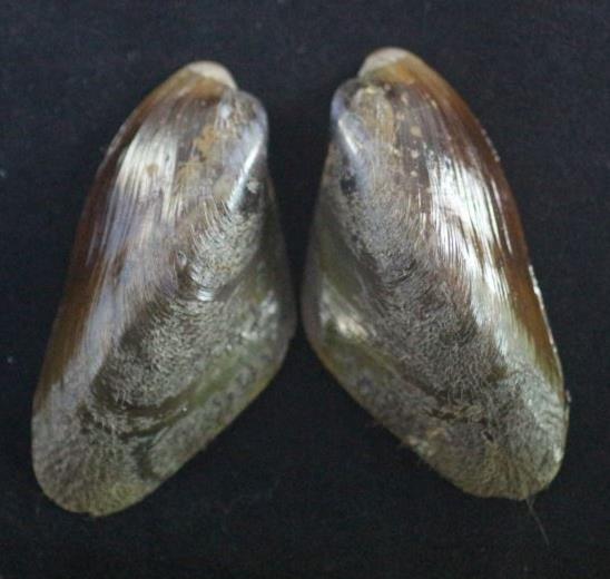 圖5、絲綢殼菜蛤 (董哲煌老師提供)