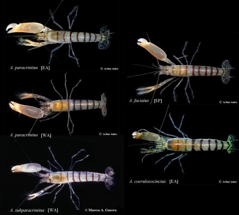 圖3、Alpheus paracrinitus complex中的槍蝦外觀都很相近，僅能依靠體色斑紋來區分種類