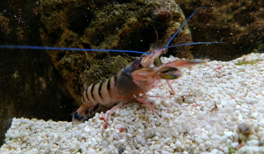 圖1、淡水河口發現的臺灣新紀錄種槍蝦