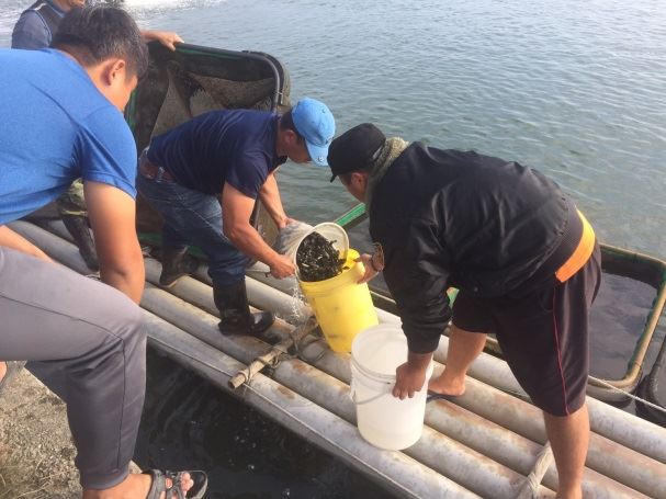 圖3魚苗撈捕與搬運