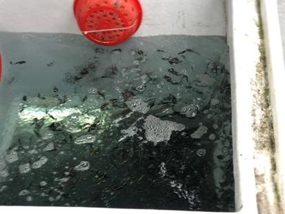 圖6活魚艙內魚苗