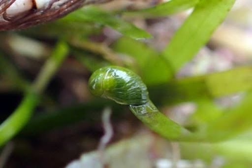 圖3、今（2021）年7月首次在本所復育的海草床上發現翡翠蜑螺蹤跡