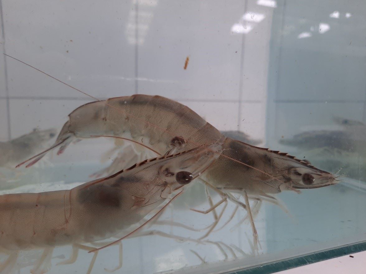 圖1、白蝦為臺灣目前的主要養殖蝦種