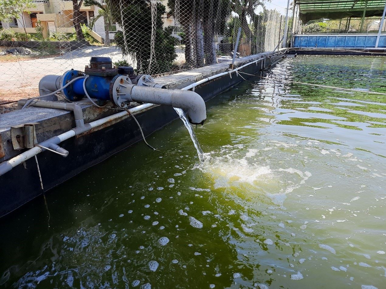 圖三、良好水色