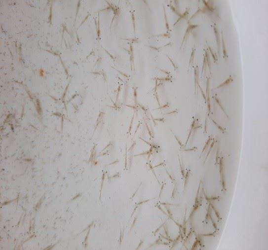 圖一、蝦體大小無明顯參差