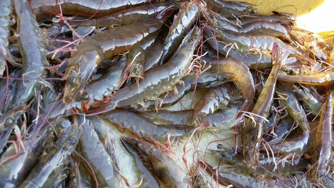 圖四、達市售體型之大蝦