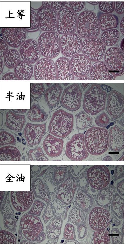 圖2、上等烏魚子卵細胞構造完整，細胞內油滴與蛋白質顆粒均勻飽滿，半油與全油者之卵細胞則呈現部不同程度之分解狀態