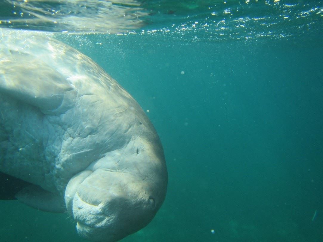 圖1、海牛目下儒艮科的儒艮(Dugong dugon)