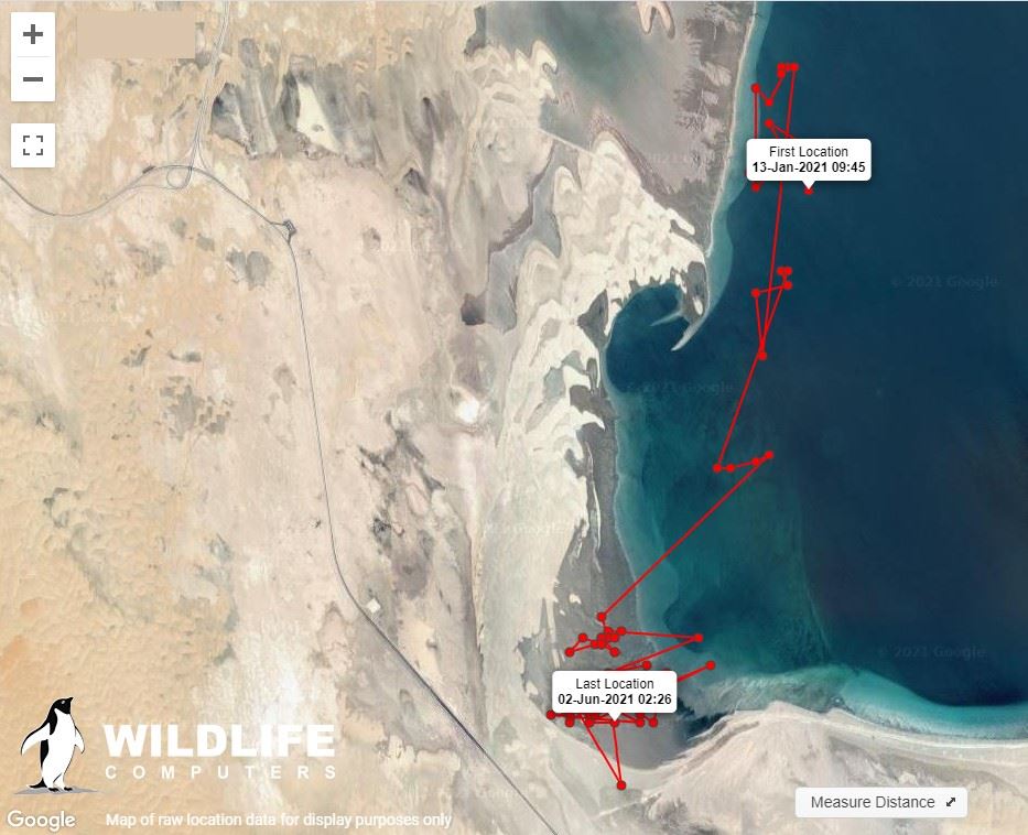 圖4、2021年1月13日至6月2日該儒艮的移動路徑