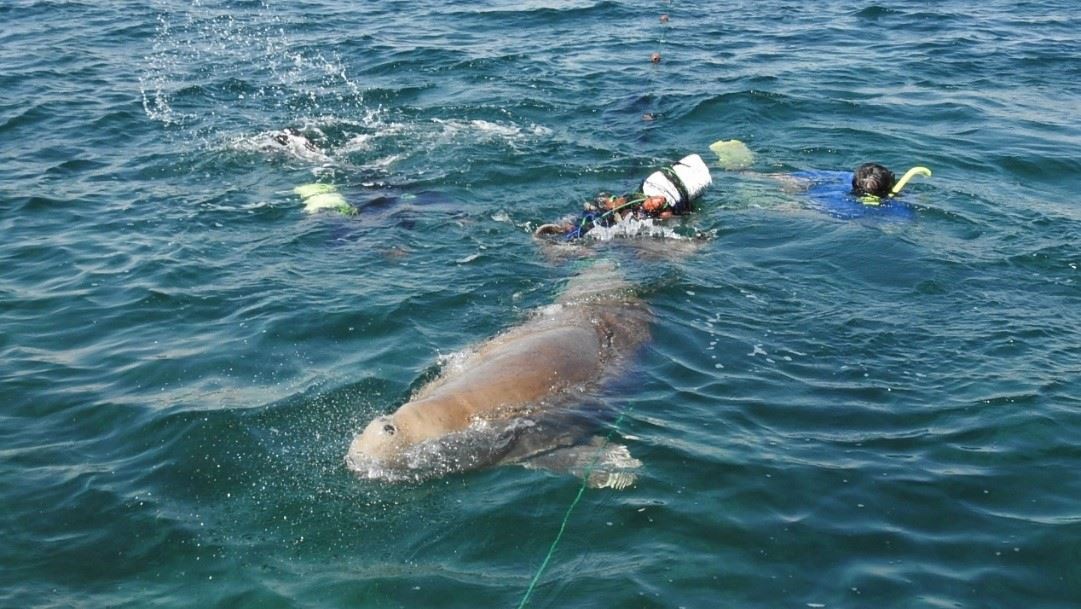 圖2、2021年1月13日於阿拉伯灣的Ras Abu Gamys海域，一隻體長290公分的儒艮受困於刺網網具