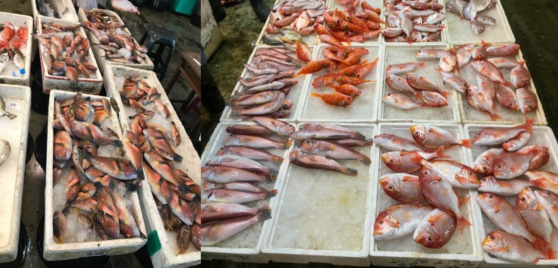 釣具類漁獲