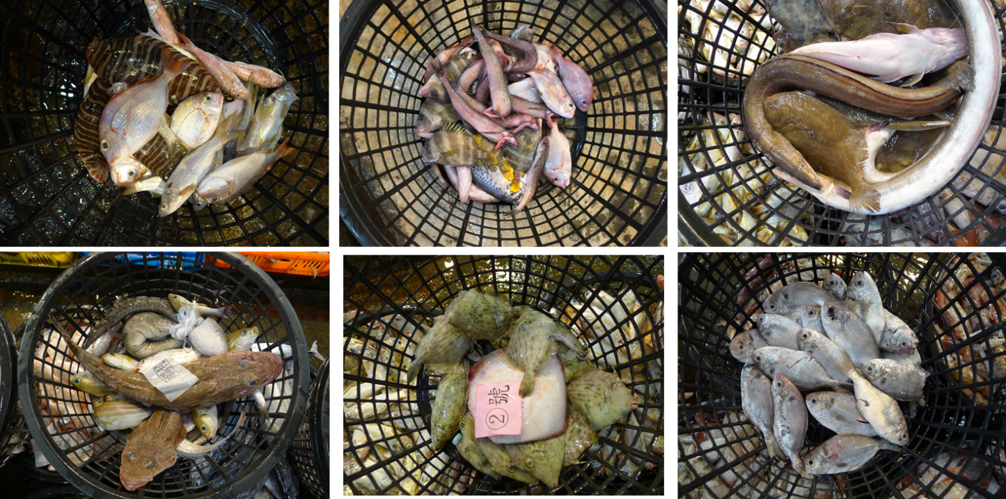 各式下雜魚