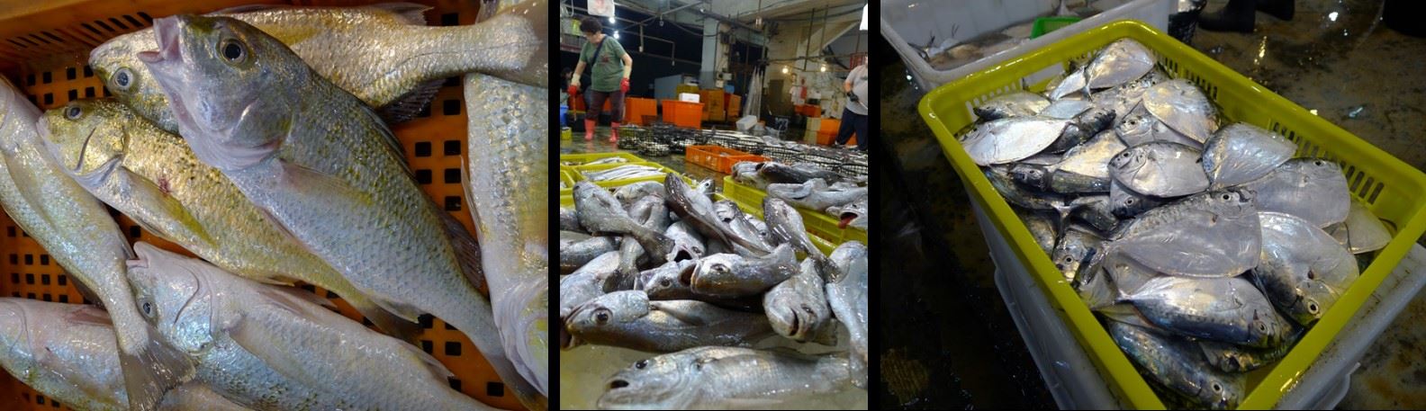 新鮮的星雞魚、黑?及皮刀魚 (由左而右)