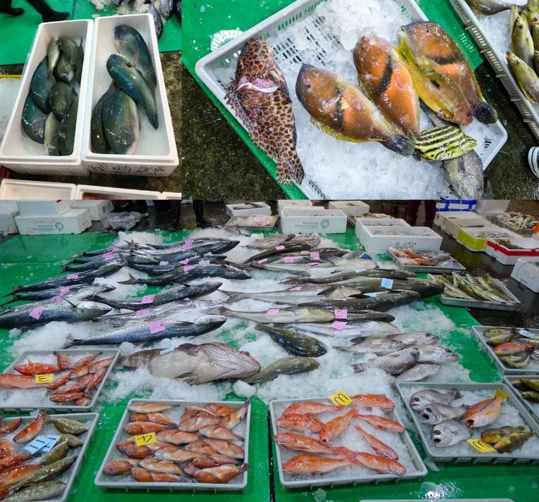 各式珊瑚礁區魚類