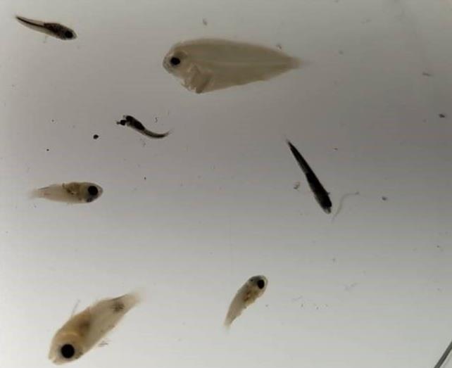 各式各樣的仔稚魚