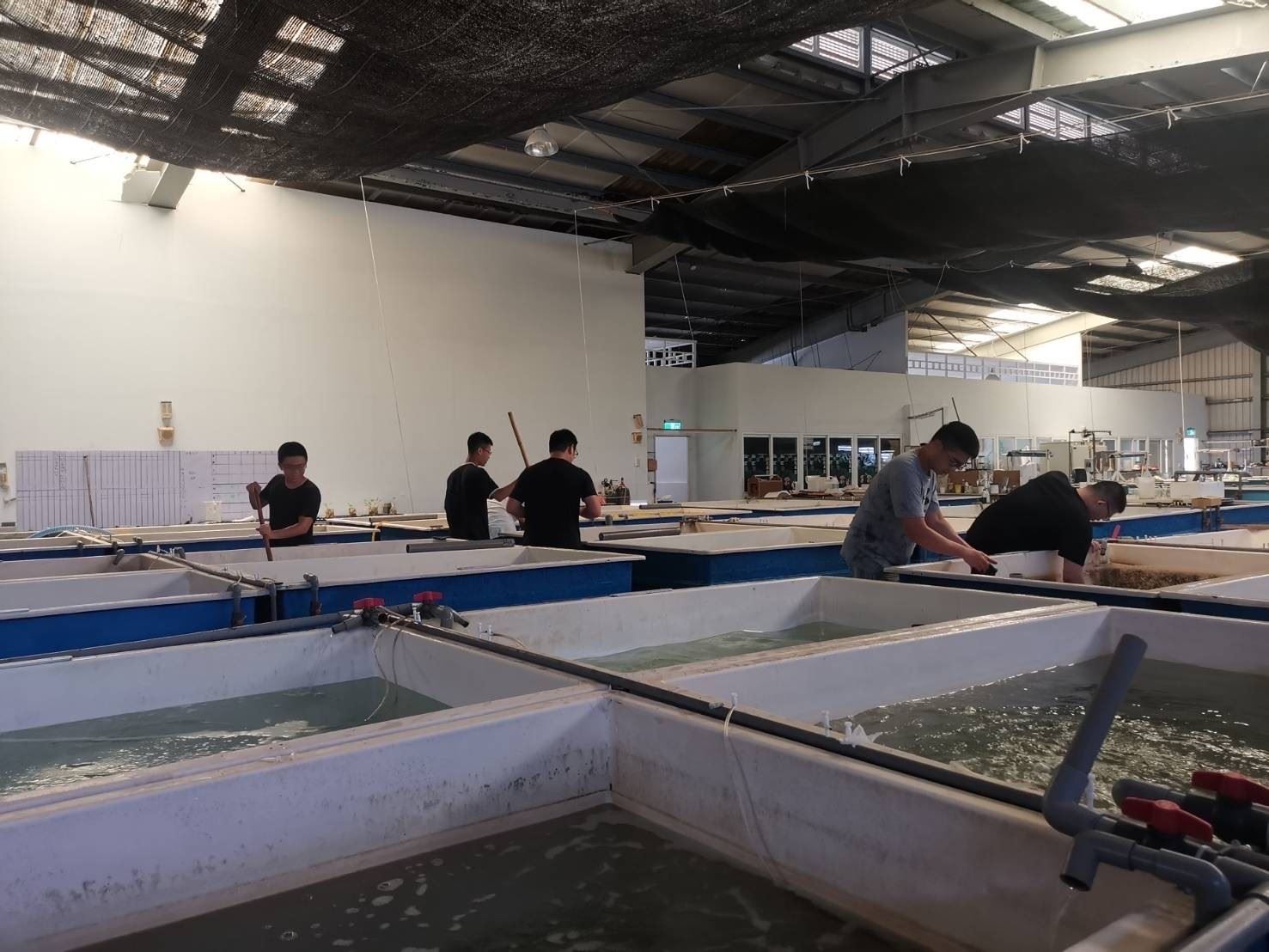觀察養殖魚隻攝餌狀態