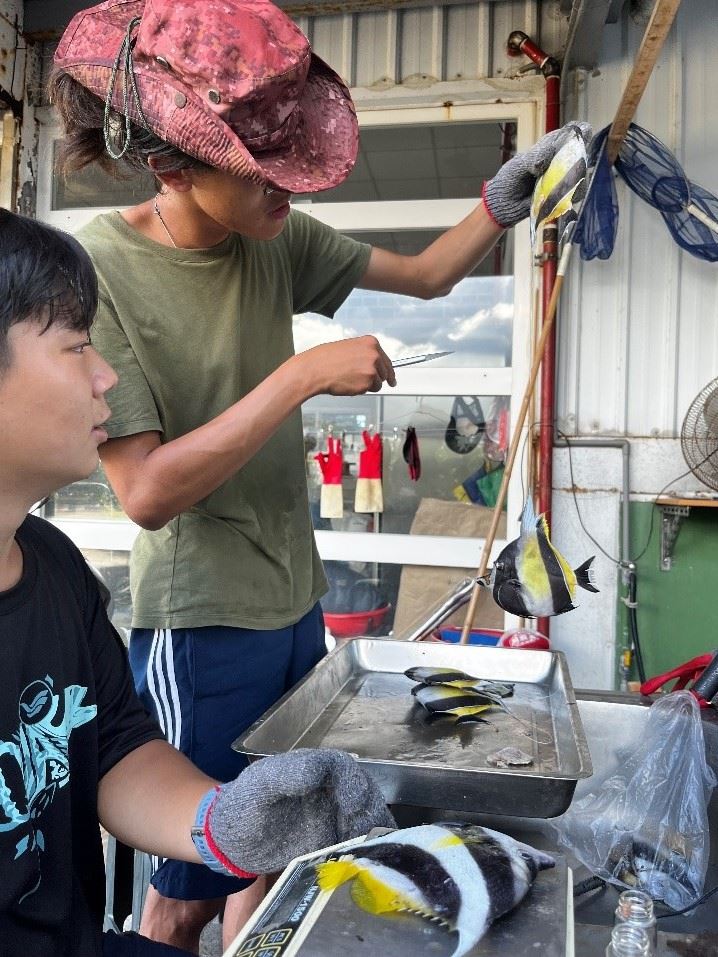 解剖魚隻探討可能的致死原因