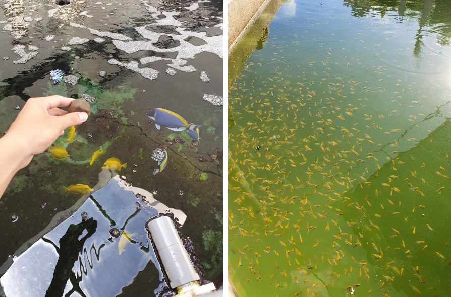 協助海水觀賞魚培育工作