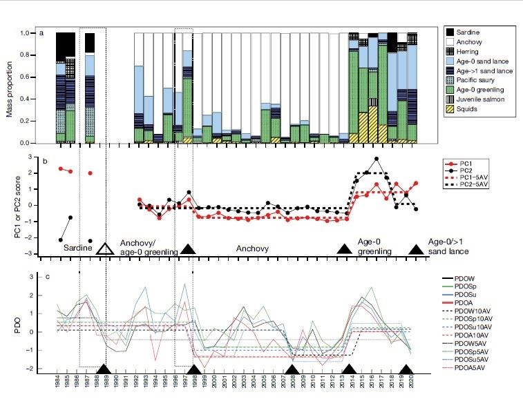 圖2、1984-2020年期間，角嘴海雀漁獲組成變化與太平洋10年振盪(PDO)趨勢變化對應圖(引用自Watanuki, Y., et al., 2022)。