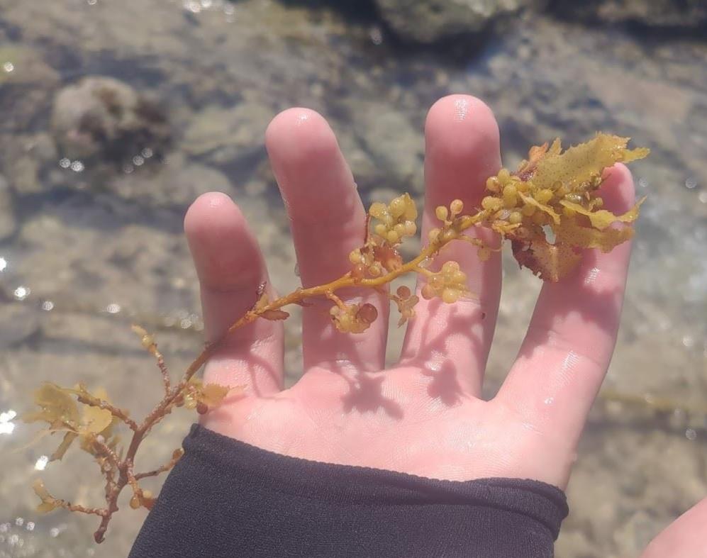 圖5、馬尾藻具有氣囊構造可提供浮力