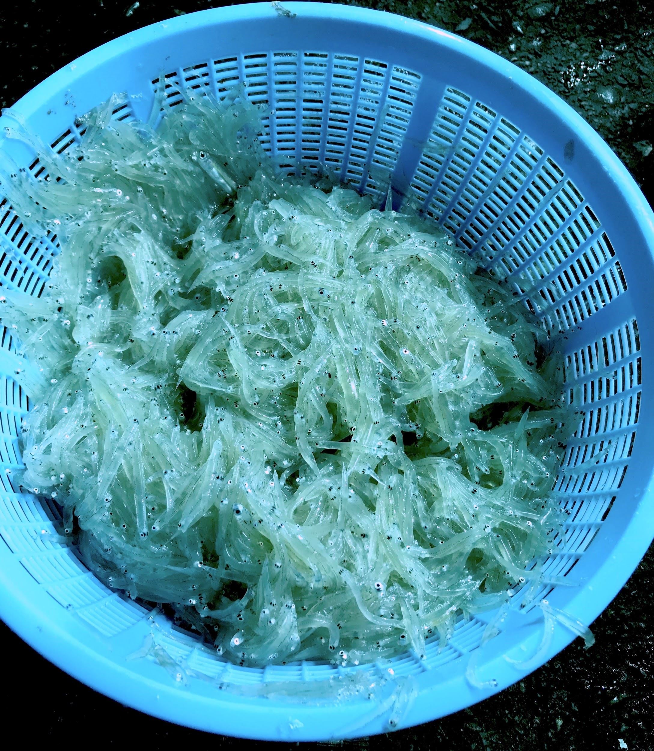 這次的魚種純度高，價錢也比較好