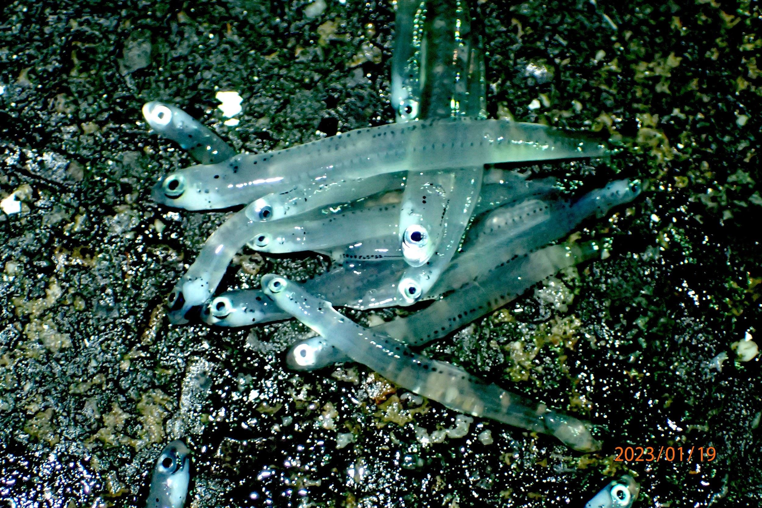 魚身透明體表尚無色素